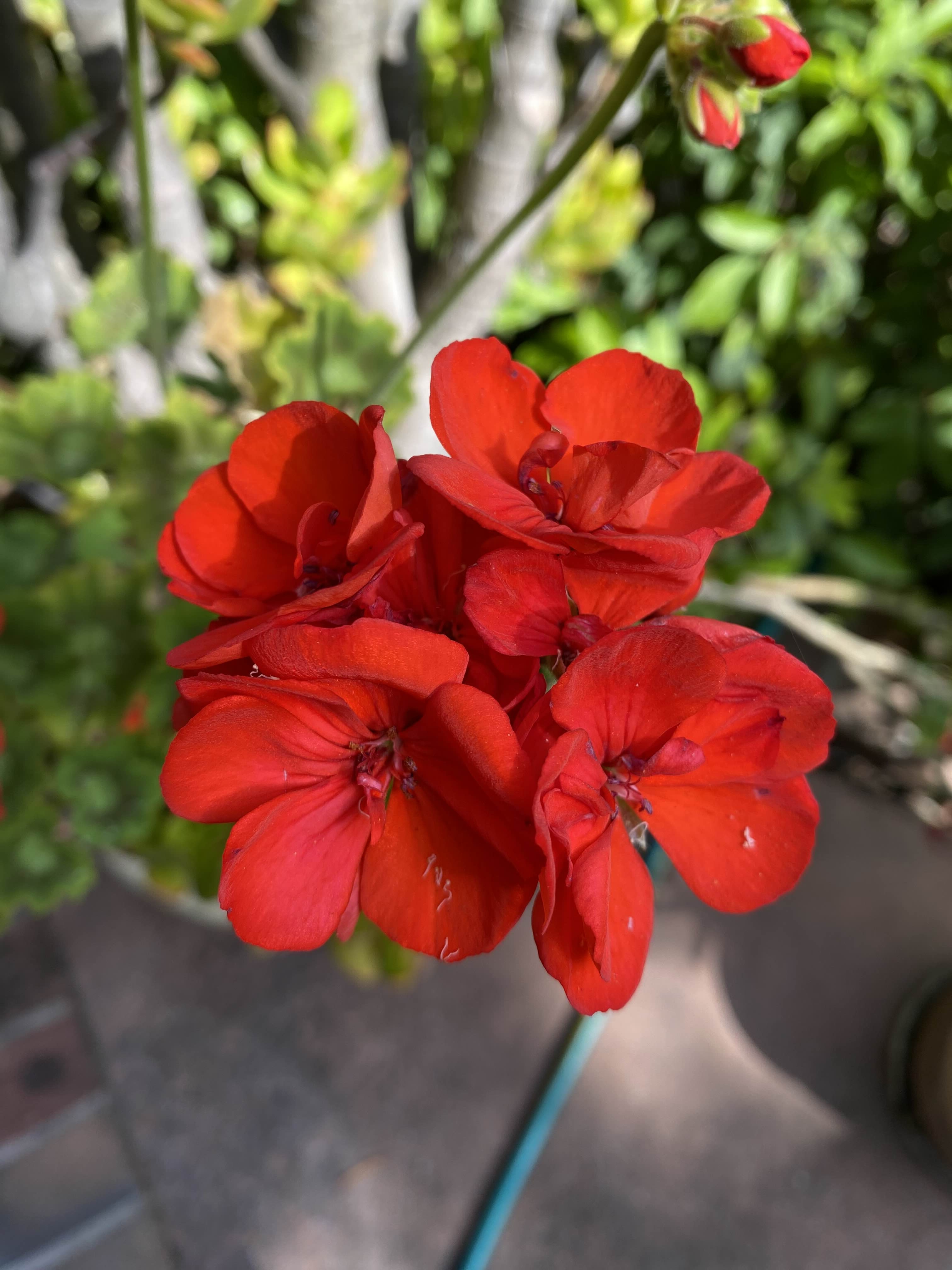 Red Flower